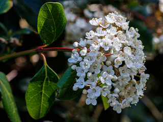 Close up of Viburnum tinus Lucidum flowers in late spring