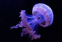 Closeup Shot Of Beautiful Blue Jellyfish At Night