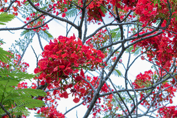 Wall Mural - Selective focus colorful Delonix Regia flower in the sky background.Also called Royal Poinciana, Flamboyant, Flame Tree.