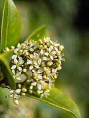 Wall Mural - close up of a bunch of Japanese Skimmia flowers blooming under the sun in the park