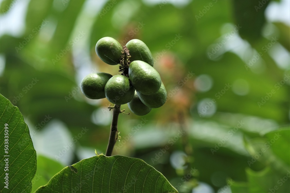 Tava Tree Pometia pinnata fruits, with common names including matoa, taun tree ...