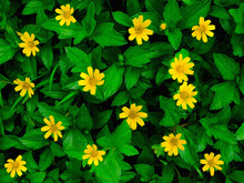 Natural Green Background Of Little Yellow Star Plant With Tiny Yellow Flowers