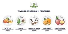 Terpenes Types For Essential Oils And Aromatic Nature Flavors Outline Diagram. Labeled Educational Scheme With Myrcene, Pinene, Caryophyllene, Limonene And Terpinolene Examples Vector Illustration.