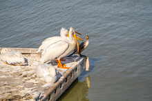 Pelicans And Cormorants Sit On The Boat Dock. Pelicans And Cormorant Conflict.