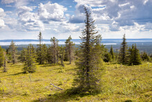 View Of Nordic Landscape In Summer With Pine Trees Foreground And Endless Forest And Lakes In Riisitunturi Nationalpark, Lapland, Finland