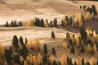 yellow larches from a forest in Dolomites area at fall