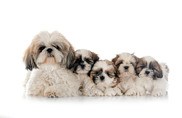 Sticker - Shih Tzu family in studio