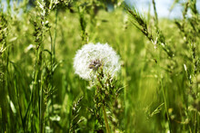 White Fluffy Dandelion Among The Green Grass In The Field