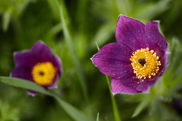 Wall Mural - Dream-grass or Pulsatilla patens blooms in spring in the forest in the mountains. Delicate, fragile flowers in selective focus.