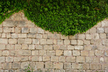 Old Stone Wall With Ivy As Background