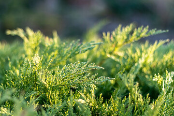 Wall Mural - green coniferous tree in sunlight, closeup and selective focus