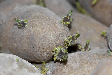 Selective focus. Potatoes with sprouts. Potatoes with germinated sprouts for planting. The concept of agriculture and gardening. Planting, growing, caring for vegetables. f