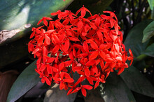 Blooming Red Ixora Flowers In The Garden