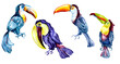 Set of toucans exotic tropical birds watercolor illustration