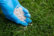Hand in blue glove fertilizing grass with mineral NPK fertilizer. Applying fertilizer to the lawn for better growing