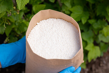 Wall Mural - Paper bag with fertilizer against bush of currant in the garden. Fertilizing plants in garden concept