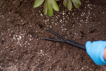 Wall Mural - Mixing soil with granulated fertilizer in organic garden for better growing of plants. Fertilising plants in Spring