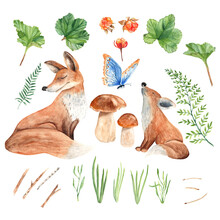 Mom And Baby Fox, Mushrooms, Golden Berries, Butterfly And Green Plants Isolated On White Background. Watercolor Illustration.
