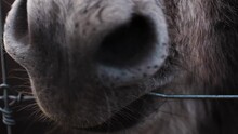 Close Up View Of Sad Donkey Biting Metal Fence, Slow Motion