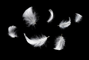 White feather isolated on a black background.