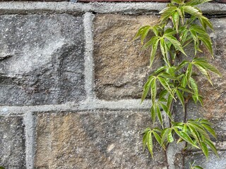 Wall Mural - an old weathered light grey brick wall with plant vines