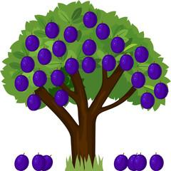 Sticker - Cartoon plum tree with green crown and ripe blue fallen plums isolated on white background