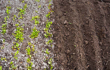 Wall Mural - Crops planted in rich soil get ripe under sun. Plants grain sprout grow in black dirt. Cultivated land close up. Agriculture plant growing in bed row. Sprouting agricultural plant