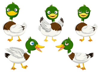 Wall Mural - cartoon mallard ducks set