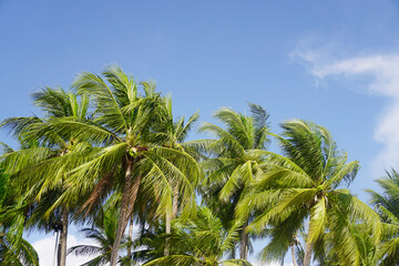 Coconut tree with blue sky background