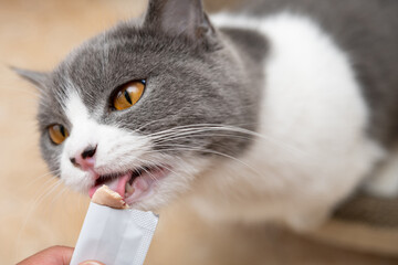 cat eating slice of meat