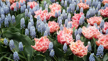 Flower Background - Bed Of Blooming Grape Hyacinths And Tulips