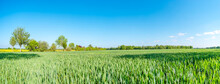 Panoramic View Of Beautiful Farm Landscape Of Green Wheat And Yellow Rapeseed Fields In Late Spring, Beginning Of Summer In Europe, At Blue Clean Sky And Copy Space Gradient Background.