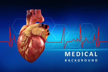 Poster - 3d illustration  Anatomy of Human Heart 
