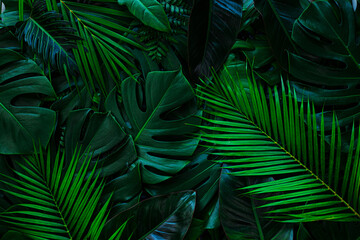 closeup nature view of palms and monstera and fern leaf background. flat lay, dark nature concept, t