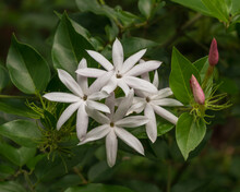 Closeup View Of Bright White Flowers And Pink Buds Of Jasminum Multipartitum Aka Starry Wild Jasmine Or African Jasmine Shrub Outdoors In Tropical Garden