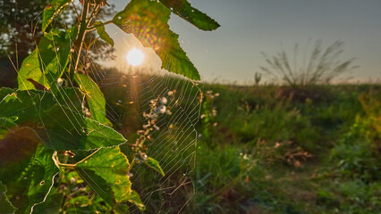 Web