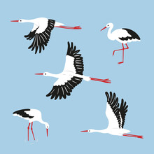 Stork Birds Vector Illustration. Set Of Standing And Flying White Storks.
