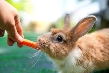 Wall Mural - Man feeding carrot to hungry bunny outdoor.