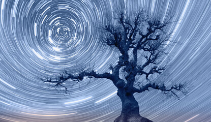Poster - Star trails of a strange lone tree at sunset