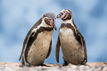 Closeup Of Two Isolated Humboldt Penguins In Conversation With Each Other, Natural Water Birds In A Cute Animal Concept, Symbol For Gossip, Rumor, Indiscretion Or Environment Protection
