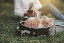 Some Pictures Of A Young Woman Using A Smartphone While Sitting In The Park With A Cute Cat.