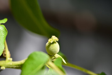 Wall Mural - Green and fluffy young walnut on a branch in the garden. Growing organic food closeup