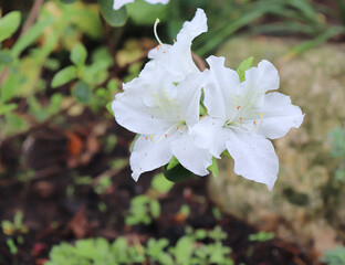 Wall Mural - Bud's big white azalea bush in the garden. Season of flowering azaleas.