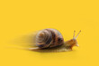 Snail moving fast on yellow background with copy space.
