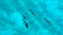 Aerial View Of A Pod Of Atlantic Spotted Dolphins Swimming In Ocean, Bahamas