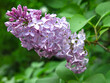 lush branches of purple lilac bloom in spring