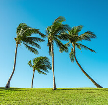 Four Coconut Palm Trees Blowing In The Wind Against A Blue Sky, Bahamas