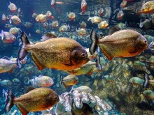 Close-up Of Piranha Fish Swimming In An Aquarium