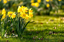 Common Daffodils In Spring