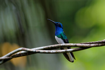 Poster - The white-necked jacobin (Florisuga mellivora) sitting on a branch in the rainforest in the Northwest of Costa Rica